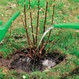 Kako se riješiti pepelnice na ribizli - narodni lijekovi i 17 lijekova